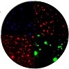 Fluorescence / UV assays