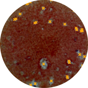 Application Neutralization assay