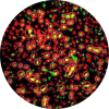 Dual Transgene assay Icon