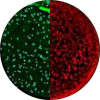 Adenovirus Icon