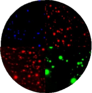 Application Fluorospot 1-4 colors