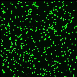 Application Cell viability