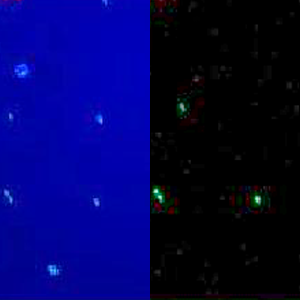 Application Live/apoptotic cells