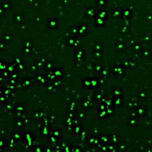 Application Transgene assay