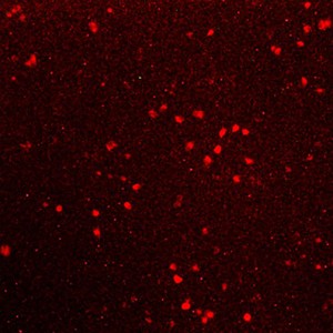 Application Cell compartment visualization and cell transfection efficiency