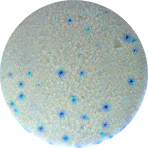 Application Elispot in 384 well microfilter plates