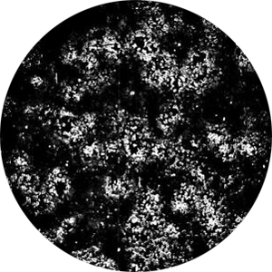 Application MCMV (Mouse Cytomegalovirus) unstained