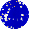 TCID50 viral assay Icon