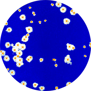 Application TCID50 viral assay