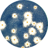 CV Plaque assay.Example with large and fuzzy plaques Icon