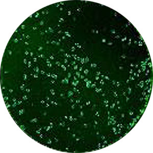 Application Detection of Marek's disease virus Plaques after staining with specific anti-MDV antibodies and Alexa 488 labelled secondary antibodies