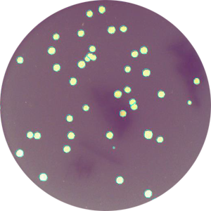 Application Various colonies in 6 well plates and on 35 mm - 100 mm petridishes
