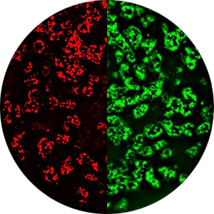Application MCMV mutants got generated that express with tdTomato, eGFP or mCherry
